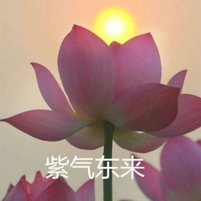 权谋三国手游下载
